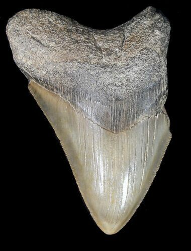 Partial, Serrated Megalodon Tooth - Georgia #41578